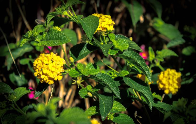 A picture of yellow flowers.